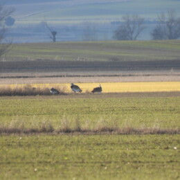 Great bustard (Otis tarda)