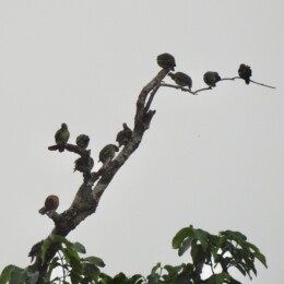 Cinnamon-headed green pigeon (Treron fulvicollis)