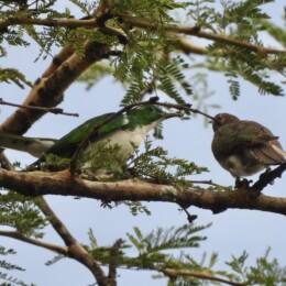 Klaas's cuckoo (Chrysococcyx klaas)