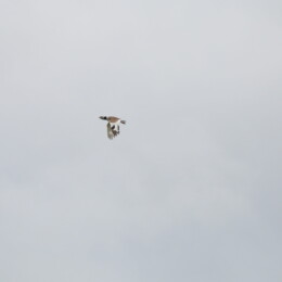 Little bustard (Tetrax tetrax) male
