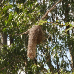 Spectacled weaver (Ploceus ocularis) nest