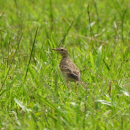 Paddyfield pipit (Anthus rufulus)