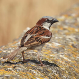 House sparrow (Passer domesticus) male