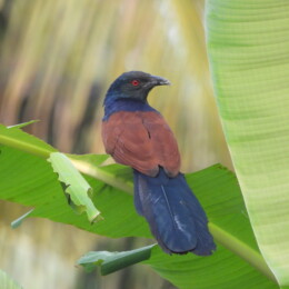 Greater coucal (Centropus sinensis parroti)