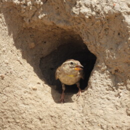 Rock sparrow (Petronia petronia)