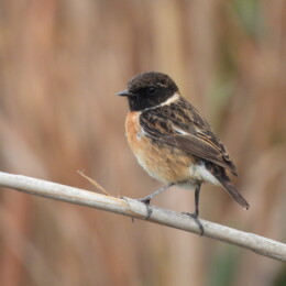 European stonechat (Saxicola rubicola) male