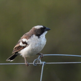 White-browed sparrow-weaver (Plocepasser mahali)