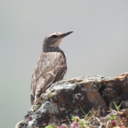 Water pipit (Anthus spinoletta spinoletta)