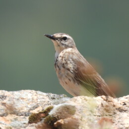 Water pipit (Anthus spinoletta spinoletta)