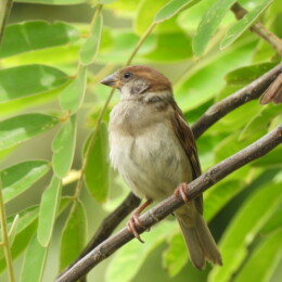 Eurasian tree sparrow (Passer montanus)