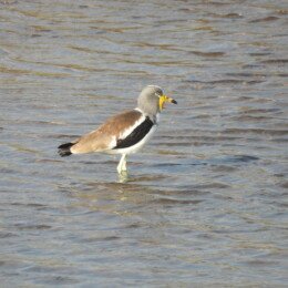 White-faced lapwing (Vanellus albiceps)