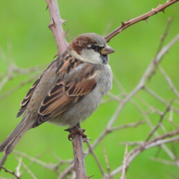 House sparrow (Passer domesticus) male