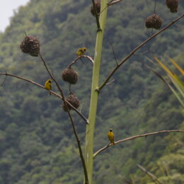 Village weaver (Ploceus cucullatus)