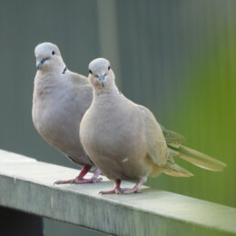 Eurasian collared dove (Streptopelia decaocto)