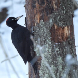Black woodpecker (Dryocopus martius) female