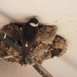 Western house martin (Delichon urbicum)