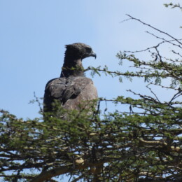 Martial eagle (Polemaetus bellicosus)