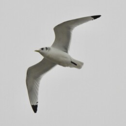 Black-legged kittiwake (Rissa tridactyla)