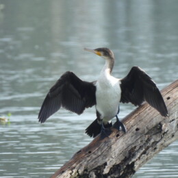 Great cormorant (Phalacrocorax carbo lucidus)