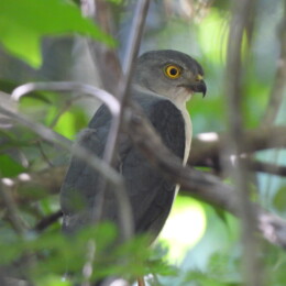 Frances's sparrowhawk (Accipiter francesiae) male