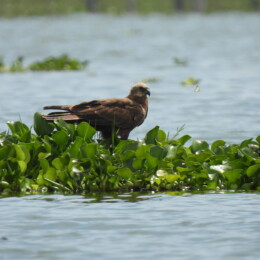 Western marsh harrier (Circus aeruginosus)
