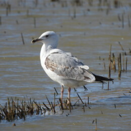 Caspian gull (Larus cachinnans)