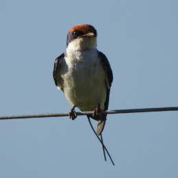 Wire-tailed swallow (Hirundo smithii)