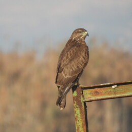 Common buzzard (Buteo buteo buteo)