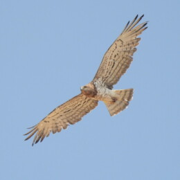 Short-toed snake eagle (Circaetus gallicus)