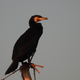 Great cormorant (Phalacrocorax carbo)