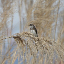 Sand martin (Riparia riparia)