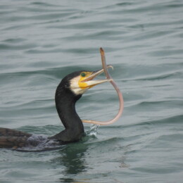Great cormorant (Phalacrocorax carbo)