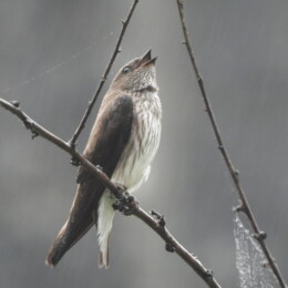 Mascarene martin (Phedina borbonica)