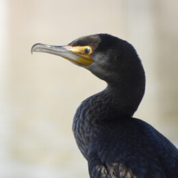 Great cormorant (Phalacrocorax carbo)