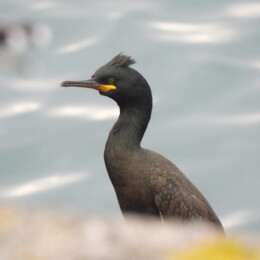 European shag (Gulosus aristotelis aristotelis)