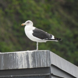 Kelp gull (Larus dominicanus)