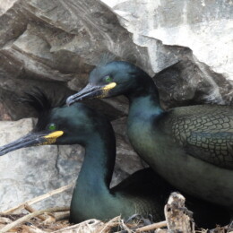 European shag (Gulosus aristotelis aristotelis)