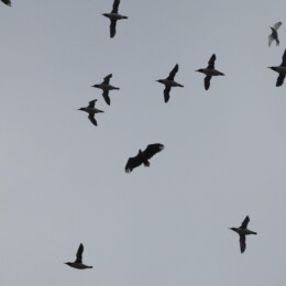 White-tailed eagle (Haliaaetus albicilla) and common murre (Uria aalge)