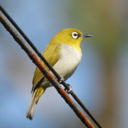 Indian white-eye (Zosterops palpebrosus)