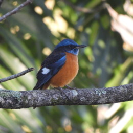 Blue-capped rock thrush (Monticola cinclorhyncha)