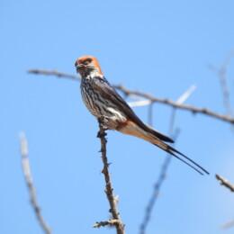Lesser striped swallow (Cecropis abyssinica)