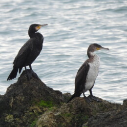 Great cormorant (Phalacrocorax carbo)