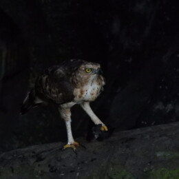 Wallace's hawk-eagle (Nisaetus nanus)