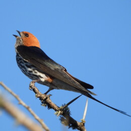 Lesser striped swallow (Cecropis abyssinica)