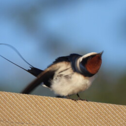 Wire-tailed swallow (Hirundo smithii)