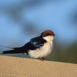 Wire-tailed swallow (Hirundo smithii)