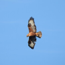Long-legged buzzard (Buteo rufinus)