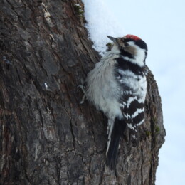 Lesser spotted woodpecker (Dryobates minor) male