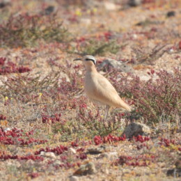 Cream-colored courser (Cursorius cursor)