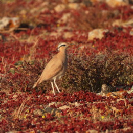 Cream-colored courser (Cursorius cursor)